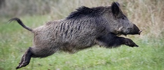 Vildsvin får skjutas inne i naturreservatet