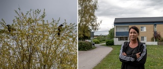 Kråkor sprider skräck i bostadsområde    