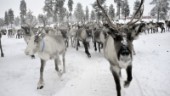Tornedalingar reste till Stockholm – vill vara med när rennäringslagen görs om • "Fråga om vår existens"