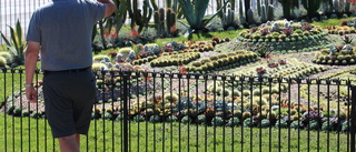 Tusentals kaktusar till skidklubbens ära