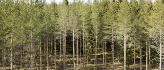 Formellt skyddad skogsmark ökar i Sverige