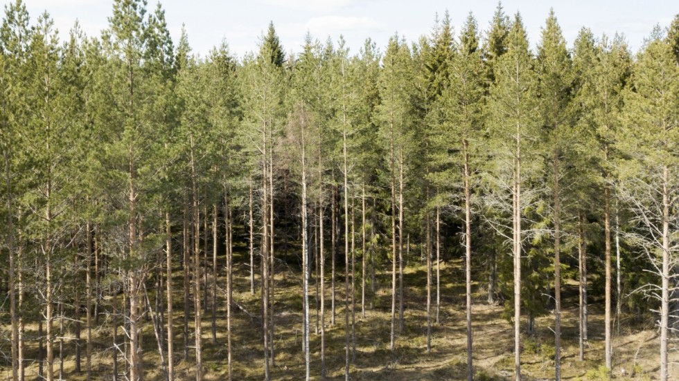 En fin tallskog med raka stammar och långt siktdjup kan vara perfekt för lingonplockning, skriver Mellanskogs representanter.