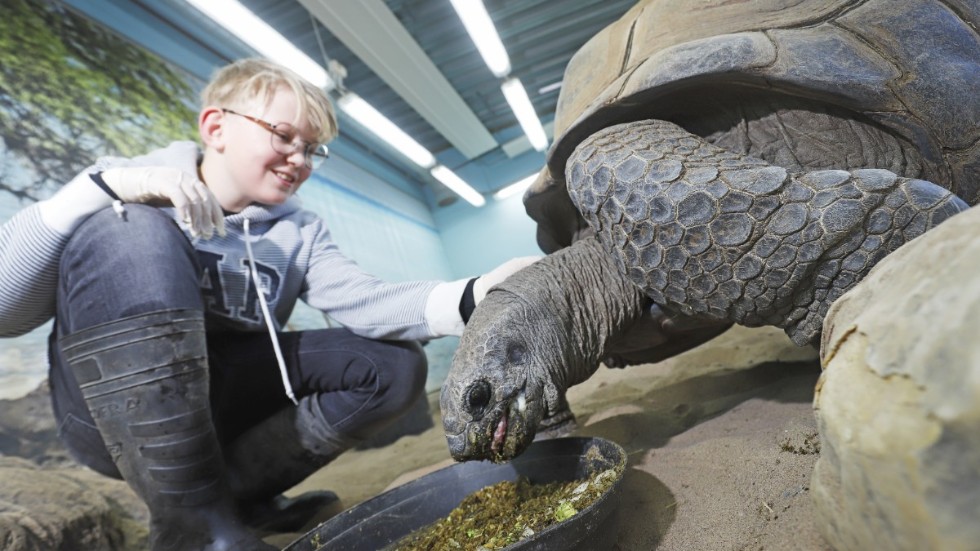 När tidningen besökte Parken zoo för några år sedan var Jesper Karlsson på plats för att realisera sin födelsedagspresent: Djurvårdare för en dag. Här ser han till att en av parkens jättesköldpaddor får mat. Arkivbild.