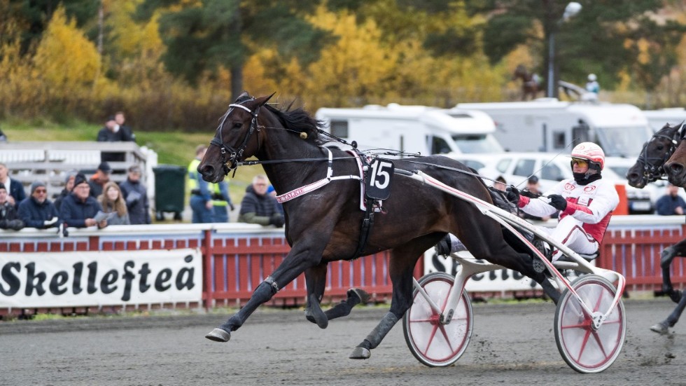 Skellefteåtravet är en del av Sveriges totalt 36 trav- och galoppbanor