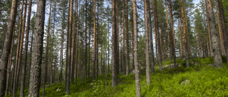 Livet ska bli lättare för landets skogsägare