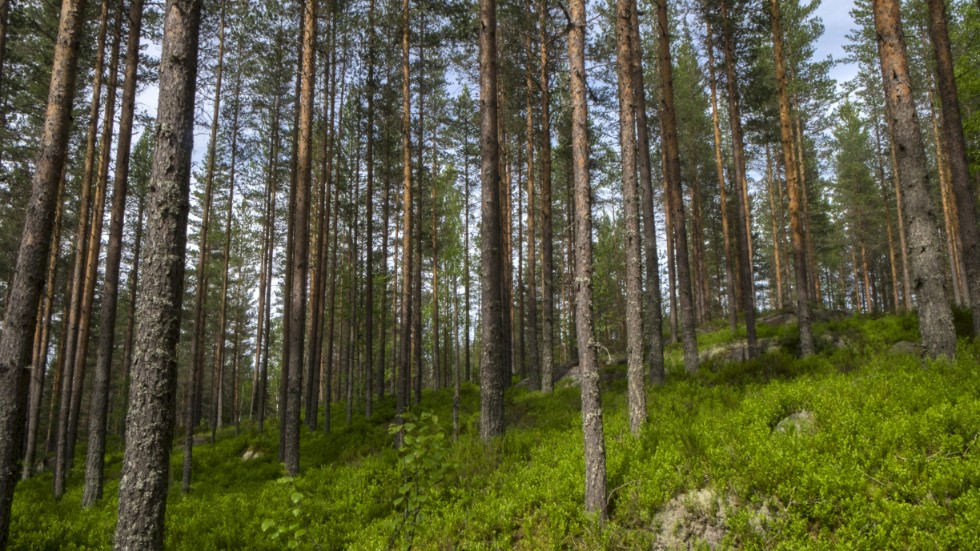 Skogen är av stor betydelse för landsbygdsutveckling och jobbtillfällen i hela landet.
