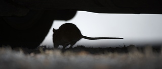 Allt fler i Västervik får problem med råttor och möss