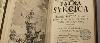 Linnés samlingar hotas av marknadshyror