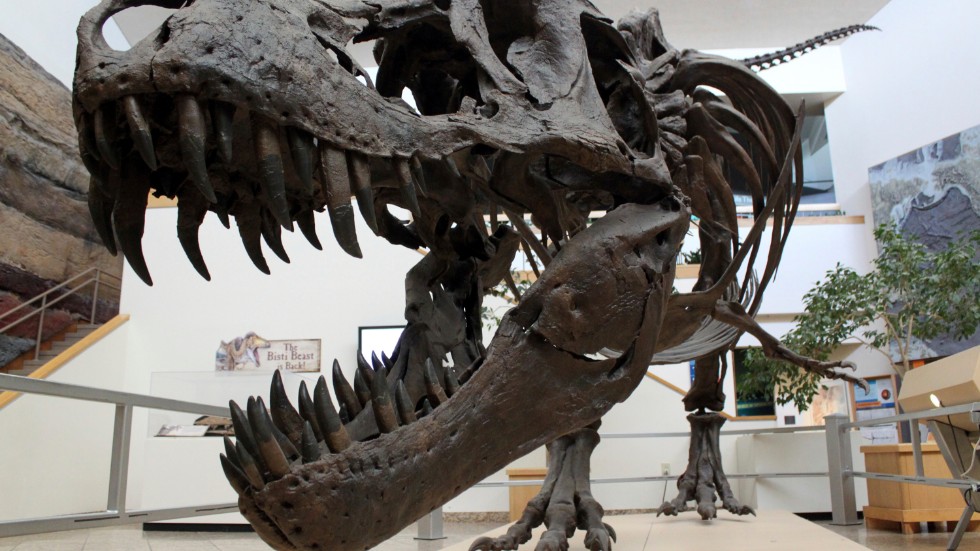 En modell av ett Tyrannosaurus rex-skelett, dinosaurien T-rex, visas på New Mexicos naturhistoriska museum i Albuquerque, USA. Arkivbild.