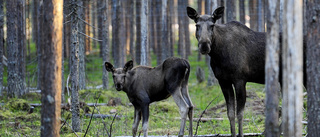 Oro inför tallskador efter älgbetning