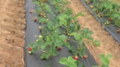 Utökat självplock av jordgubbar från Överkalix