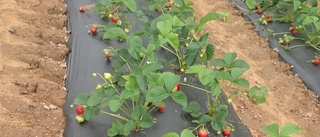 Utökat självplock av jordgubbar från Överkalix