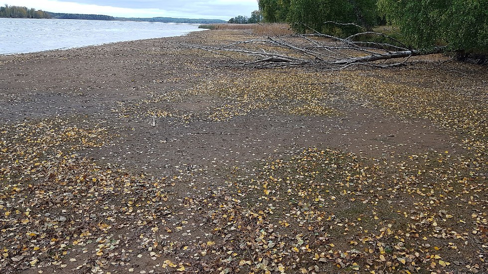 Strandlinjen har dragit sig tillbaka flera meter i den grunda sjön. Olof Segerhjelm oroar sig bland annat för hur det gått för musslorna som levde här.