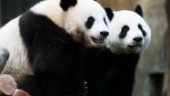 Virus stängde djurpark – då parade sig pandor