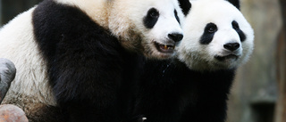 Virus stängde djurpark – då parade sig pandor