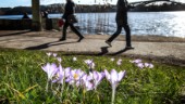 Blåsig start på veckan – snart kommer solen