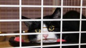 Lidande katt omhändertogs – fick inte nödvändig vård