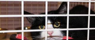 Lidande katt omhändertogs – fick inte nödvändig vård