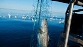 Snart fångas den sista torsken i Östersjön