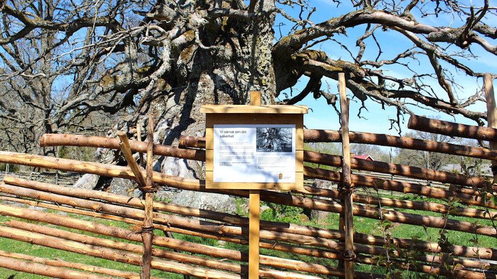 Gärdsgården runt Kvilleken är till för att skydda besökarna från fallande grenar.