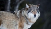 Sju vargar har fötts – och de kan bli fler