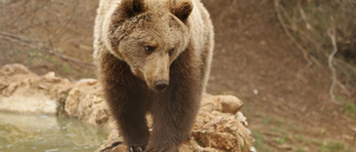 Brunbjörns död utreds av franska staten
