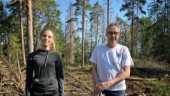 Skog avverkas i Hammaren – barkborre bakom döda granar