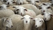 Länsstyrelsens krav: Ge fåren ett stall