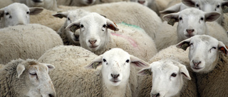 Länsstyrelsens krav: Ge fåren ett stall