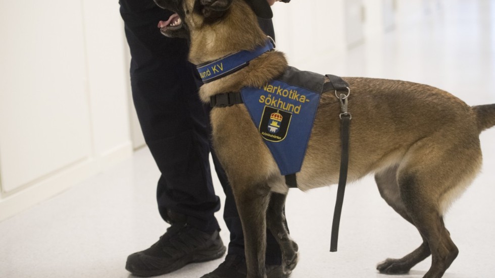 En narkotikahund hittade en stor mängd amfetamin i en hundkoja. Nu åtalas tre män i Borås. Arkivbild.
