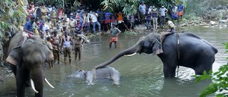 Vrede i Indien efter elefants brutala död