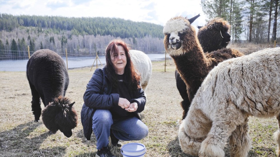 Annelie Lindholm socialtränar sina fem alpackor i hagen intill gården vid Bureälven.
