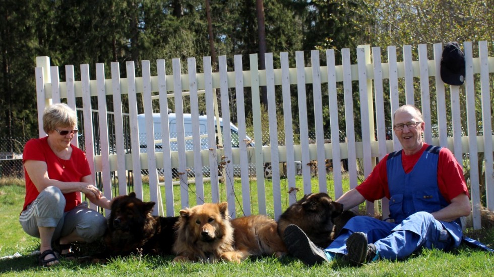 Kristina Järpén och Gunnar Mattsson har drivit hunduppfödning i 10 år. Här tillsammans med sina tre tikar av rasen Eurasier. 