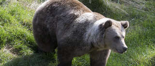 Pangstart på den andra jaktdagen: Två björnar kvar att fälla i Västerbotten