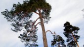 Varför fälls träden i Vrinneviskogen?