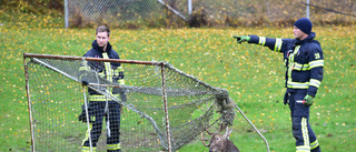 TV: Brandmän räddade hjort från fotbollsmål