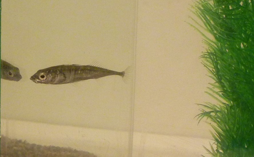 I experimentet fick storspiggen möta sig själv i en spegelbild. Forskarna tittade på hur den lilla fisken betedde sig i mötet med vad den tror är en annan fisk.