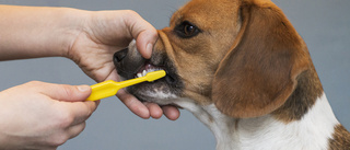 Få borstar tänderna på sin hund