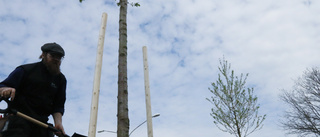 Här får 64 träd ett nytt hem: "Förstärker grönkulturen i staden"