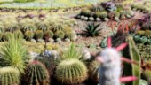 De får pryda kaktusplanteringen: "Känns nästan surrealistiskt"