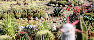 De får pryda kaktusplanteringen: "Känns nästan surrealistiskt"