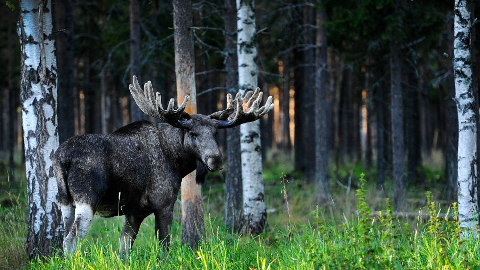 The county administrative board has made a decision on this year's moose hunt.