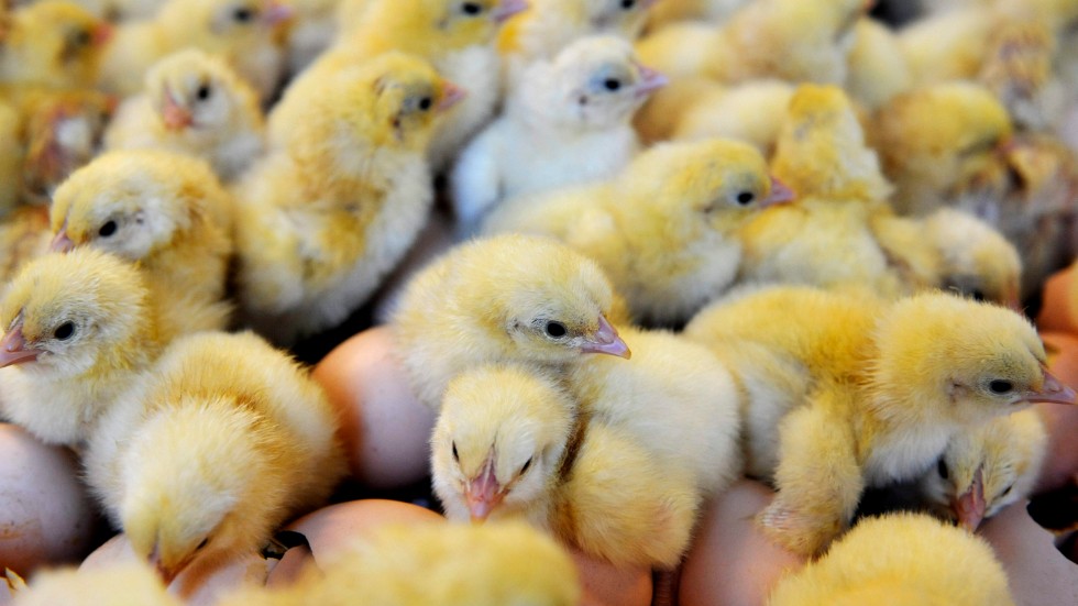 Nykläckta kycklingar. Arkivbild