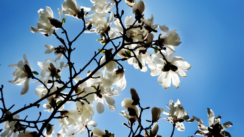 Den vita stjärnmagnolian blommar i april eller maj på bar kvist.