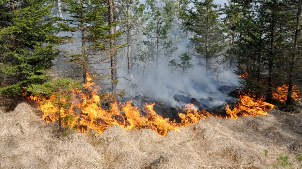 I snöfria områden vid Västerbottenskusten bedöms risken för gräsbrand vara stor den här veckan. 