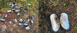 Fridlysta musslor dödades i naturen