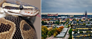Jagar orm i Uppsala – han ska fånga den: "Potentiellt farlig"