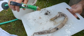 88-årig död ål fick vattnet att smaka illa