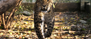 Söderköpingsbo får importera jakttrofé av en leopard