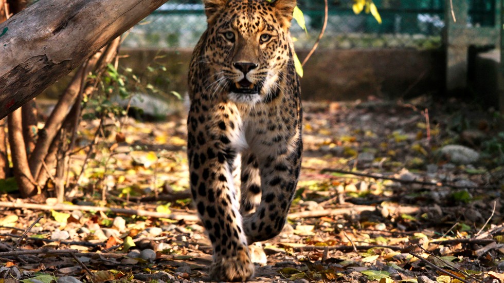 En leopard på strövtåg. Arkivbild.